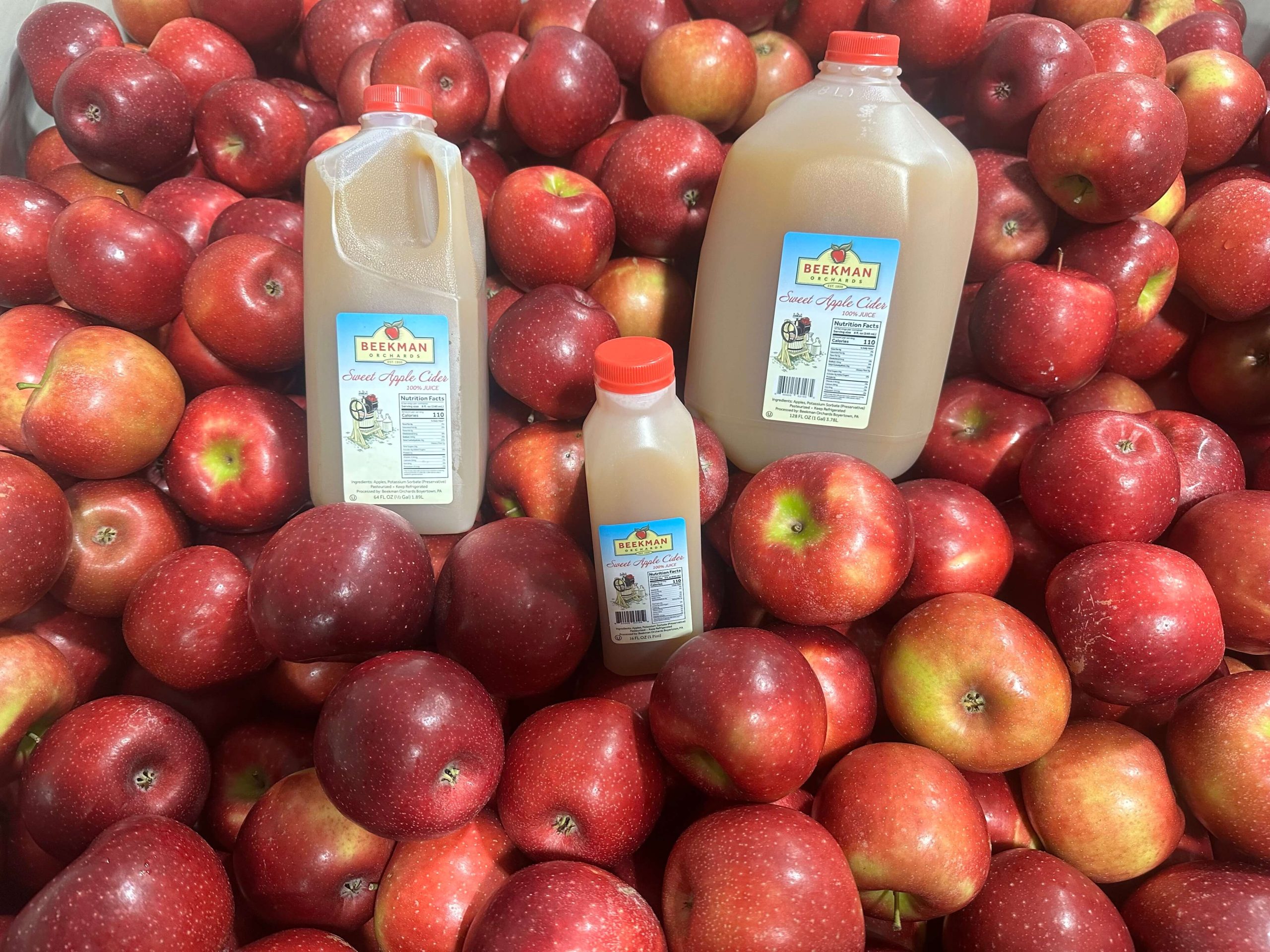 beekman-orchards-apple-cider-bottles(1) small medium and large bottles of beekman orchards sweet apple cider sitting in apples