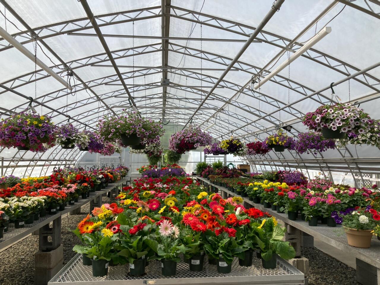 blooming flowers for mothers day